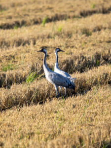 Pareja de grullas